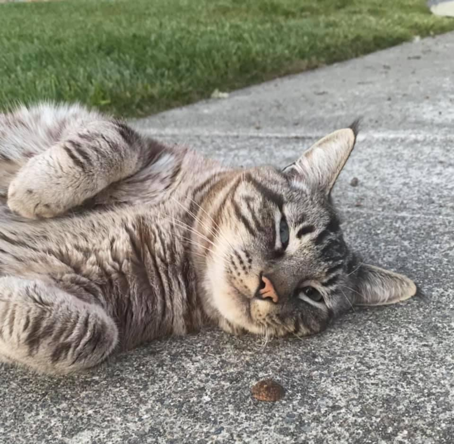 A tabby cat lying on a sidewalk